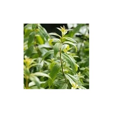 TOP 50 PRODUCT-ORGANIC LEMON VERBENA "AROMA FARMS" 10 G 4