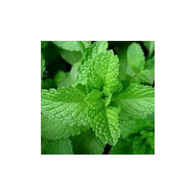 ORGANIC PEPPERMINT (MENTHA X PIPERITA SM.) 10G, AROMA FARMS 3